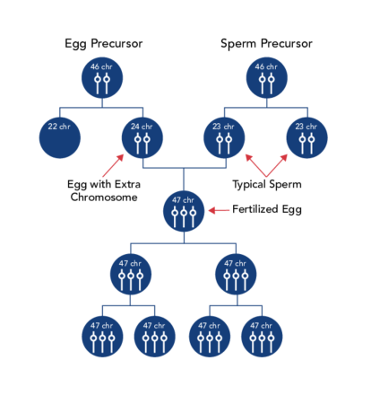 Cognitive characteristics of a online person with down syndrome